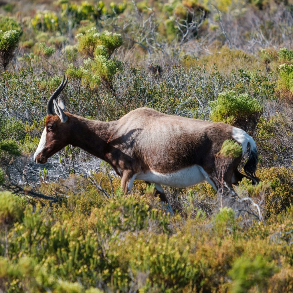 bontebok