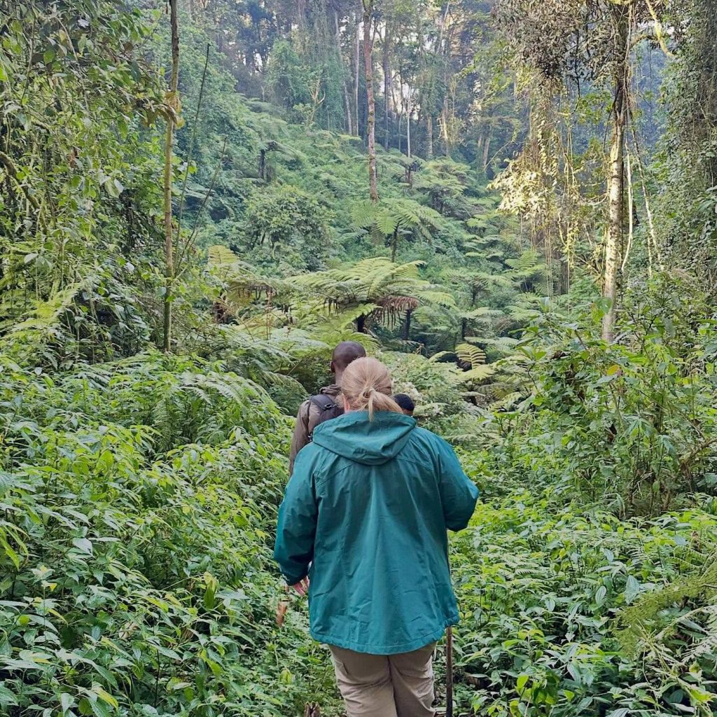 gorilla trekking through bwindi forest