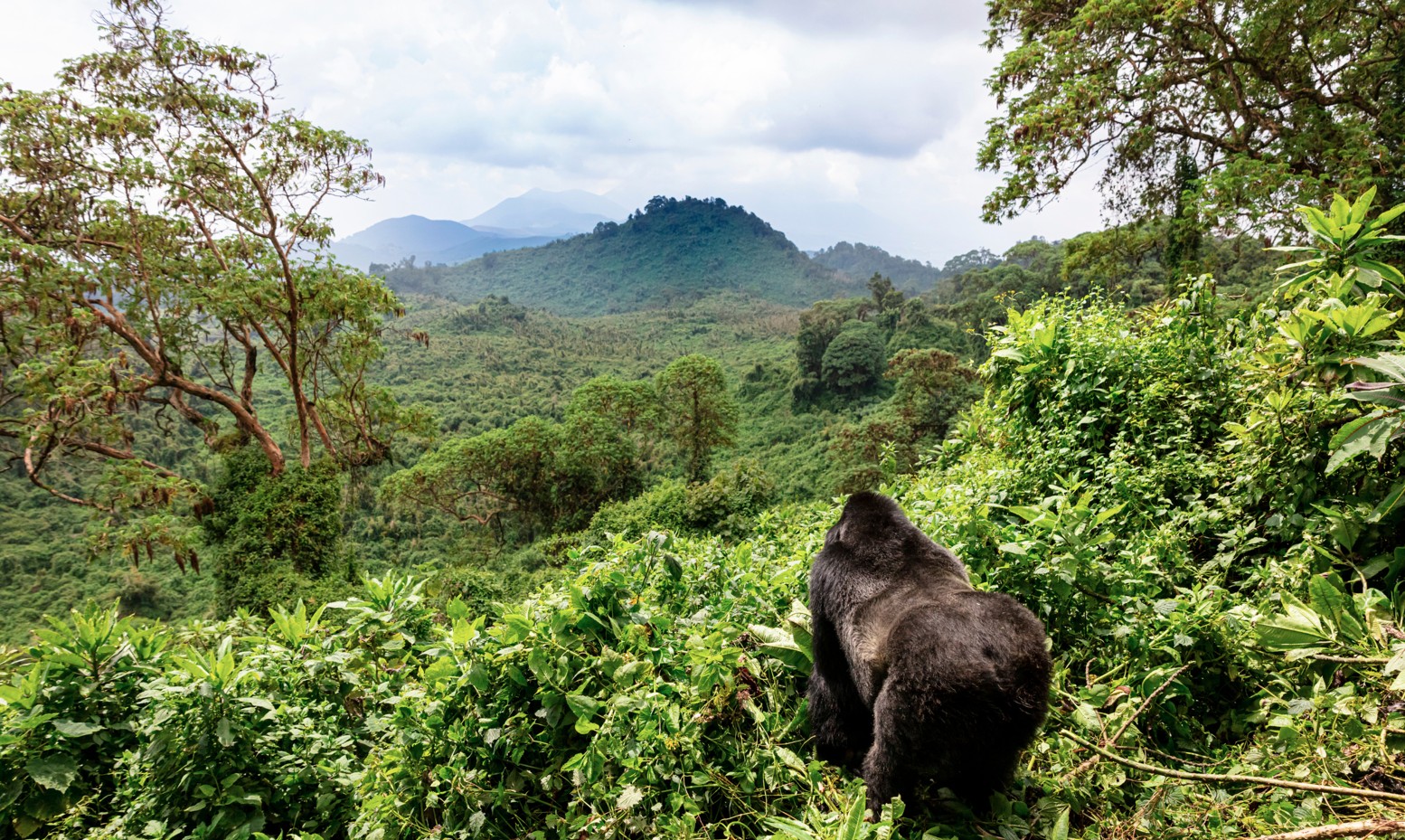 All you need to know about Gorilla Trekking in Africa