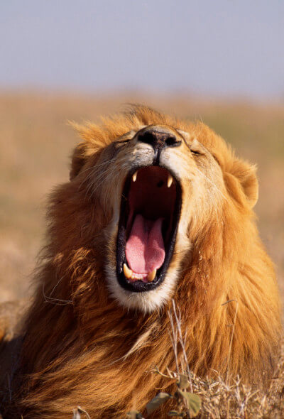 How many species of lions are there | African Overland Tours