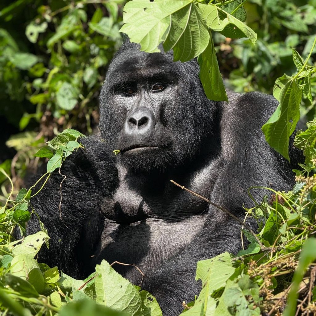 silverback mountain gorilla in uganda