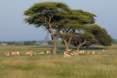 African Overland Tours Central Kalahari