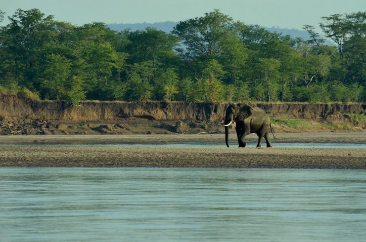 NACN56 Day 23: South Luangwa National Park (NEW) 2026