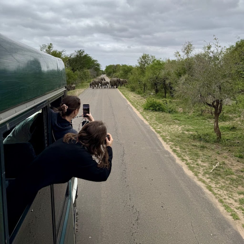 Elephants crossing the road 