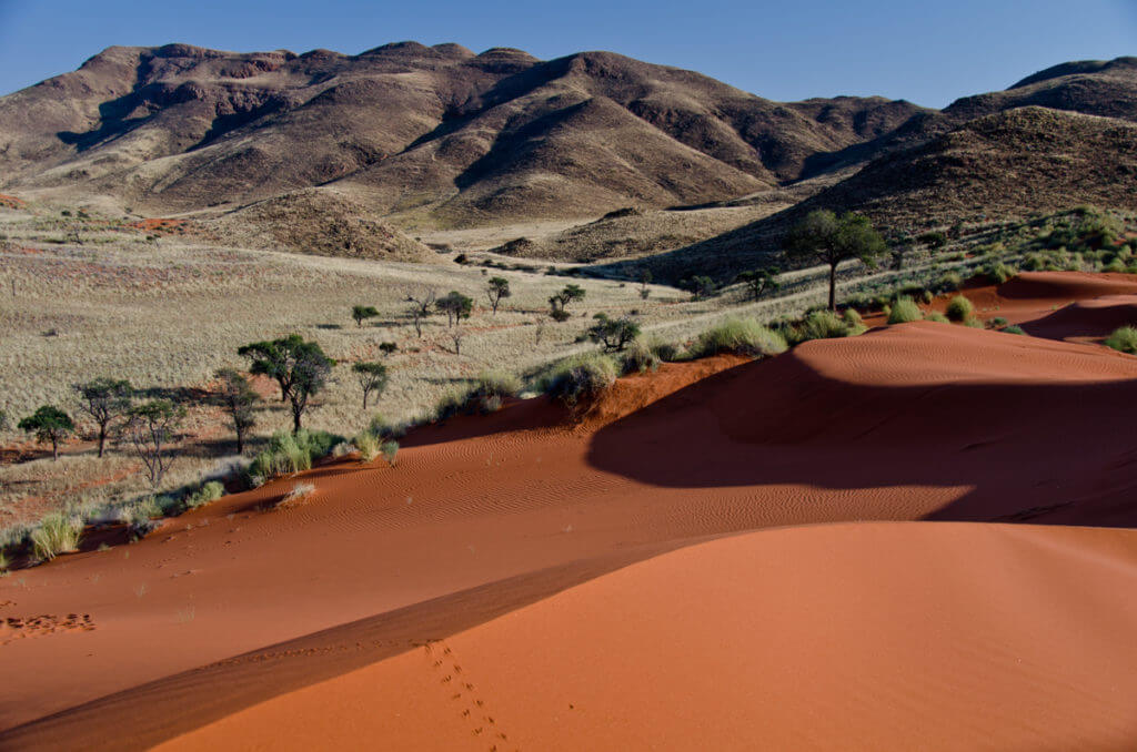 5 Reasons To Go On Safari In Namibia | African Overland Tours