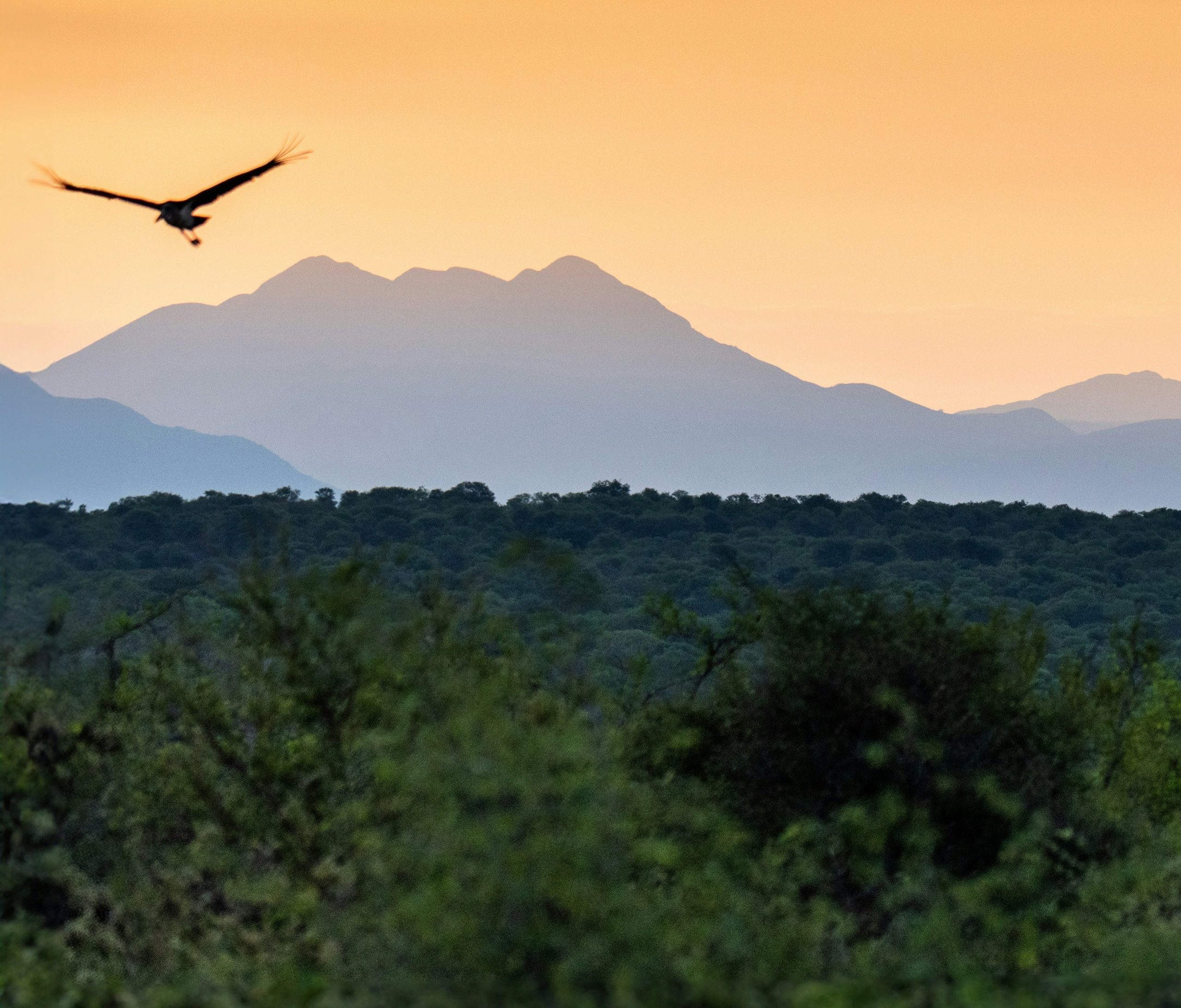 Sunrise and bird in flight, Drakensberg