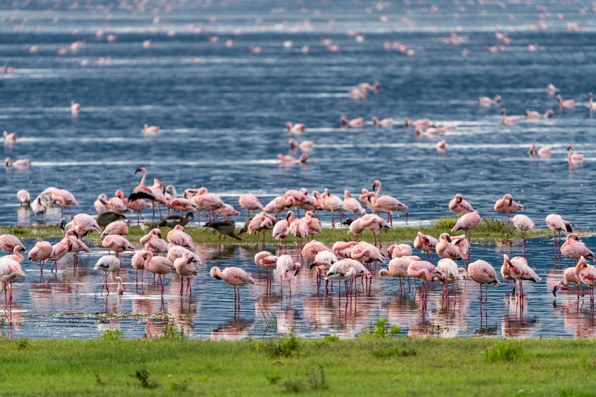 pashStand of pink flamingoes in lake of Ngorongoro Crater, Tanzania