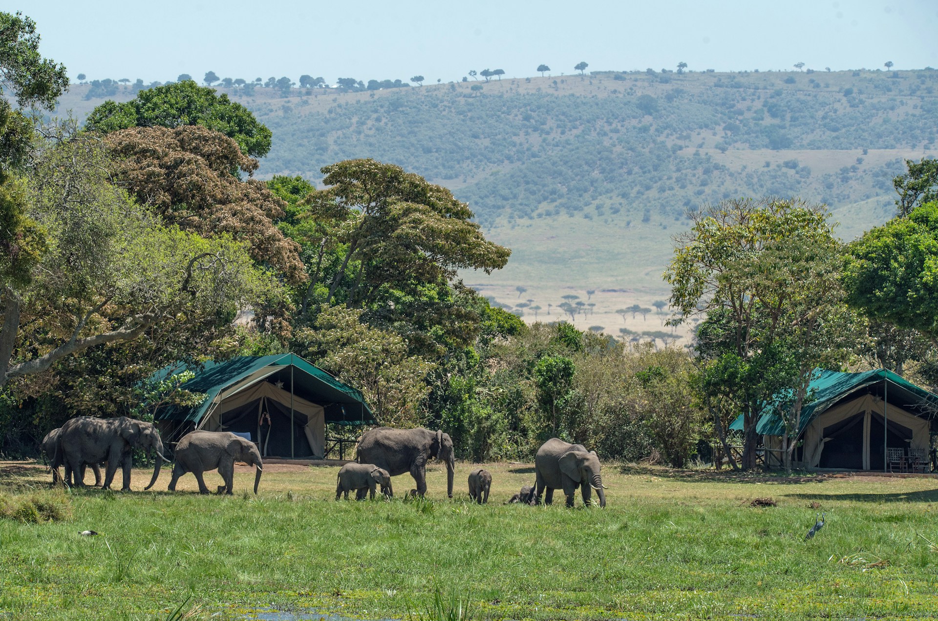 Elephants in tented camp, Kenya, Little Governors
