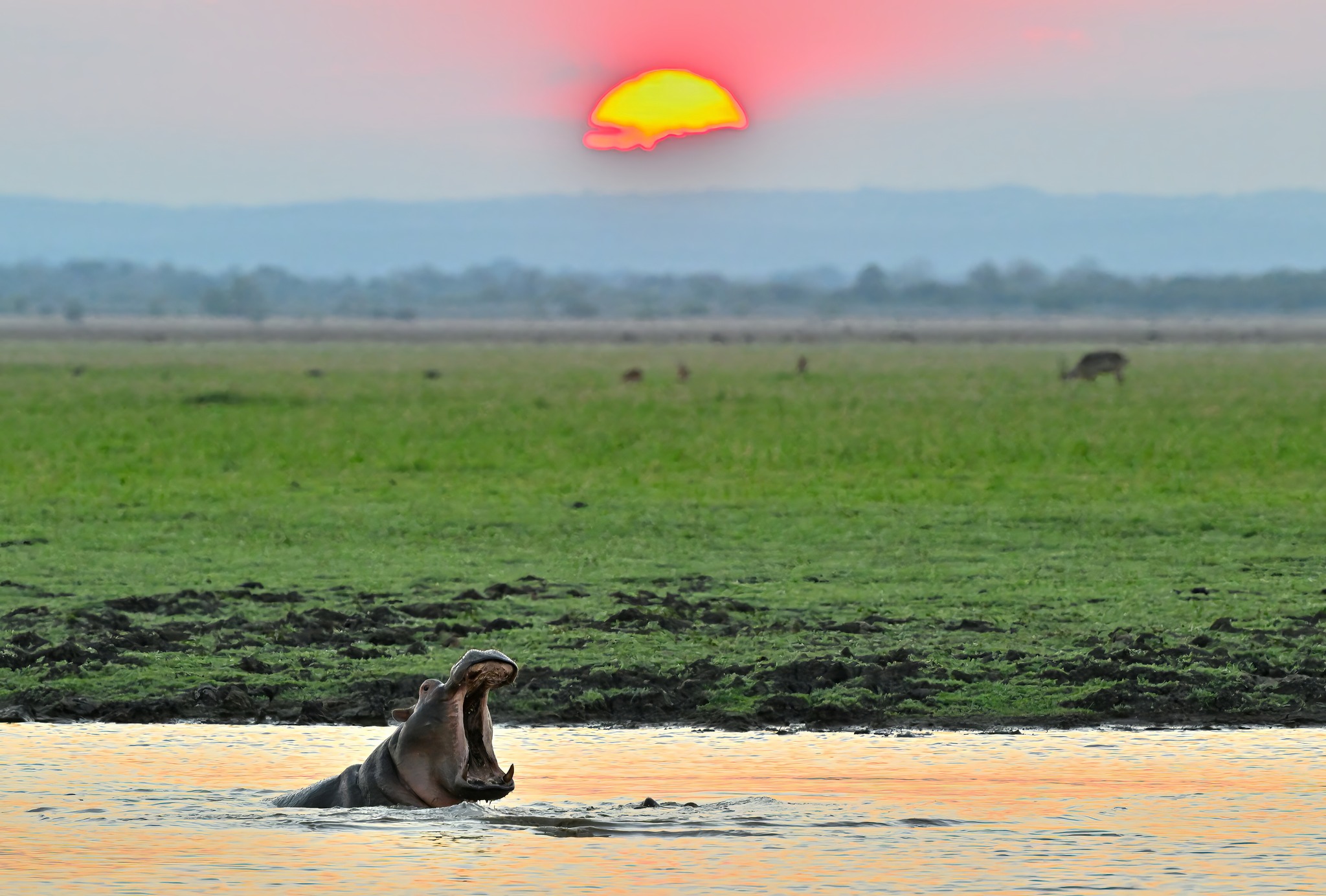 Hippo yawning in water in Mozambique game reserve