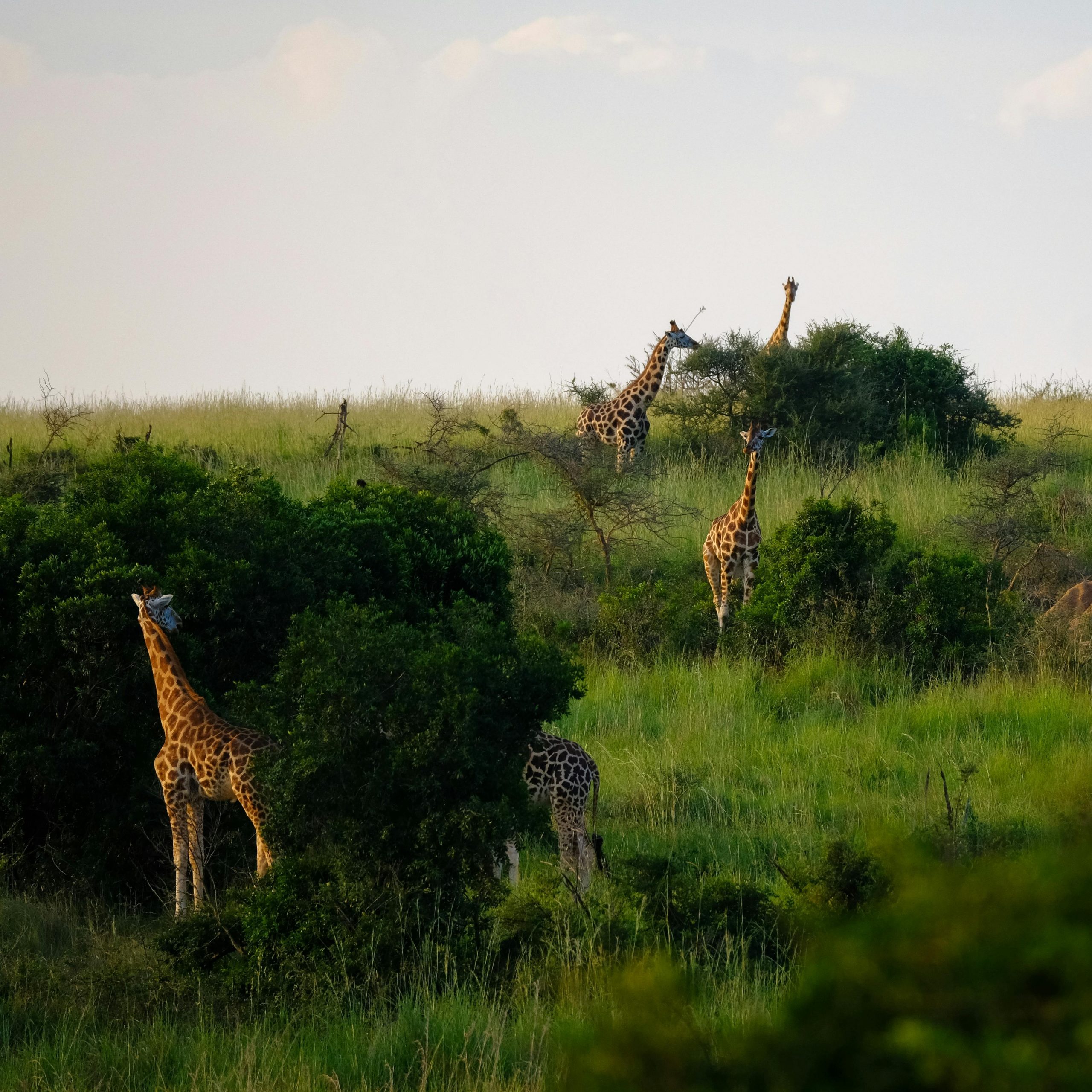 Kibanda, Western Region, Uganda, Giraffes Standing on Grass Field Surrounded by Plants