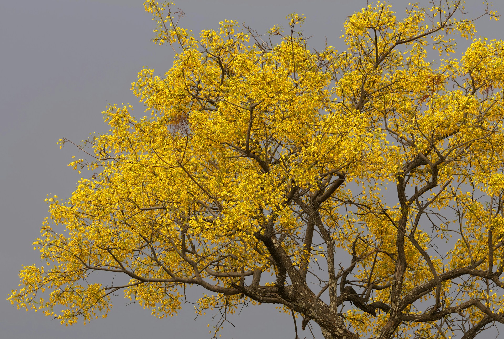 Yellow jacaranda in Hwange National Park, Zimbabwe