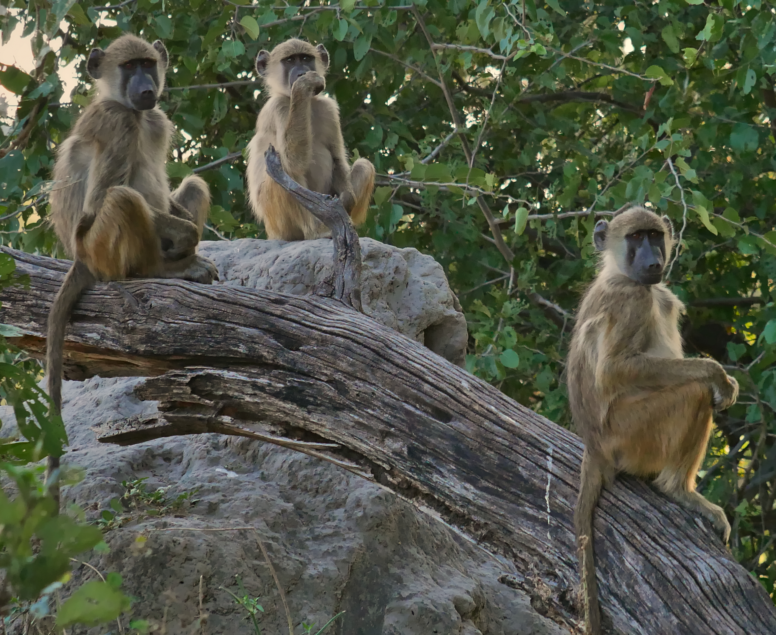 group-of-three-curious-vervet-monkeys-chlorocebus-pygerythrus-sitting-on-branch-and-rock-observing-the-scene-on-safari-in-bwabwata-national-park