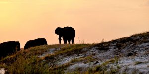 Silhouetted elephant by river in Chobe on a budget