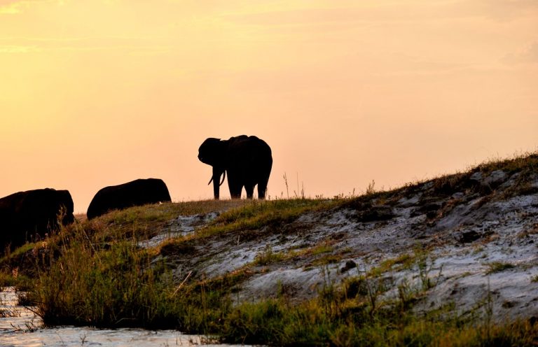 How to visit Chobe on a budget