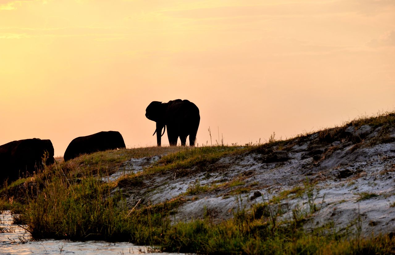 Silhouetted elephant by river in Chobe on a budget