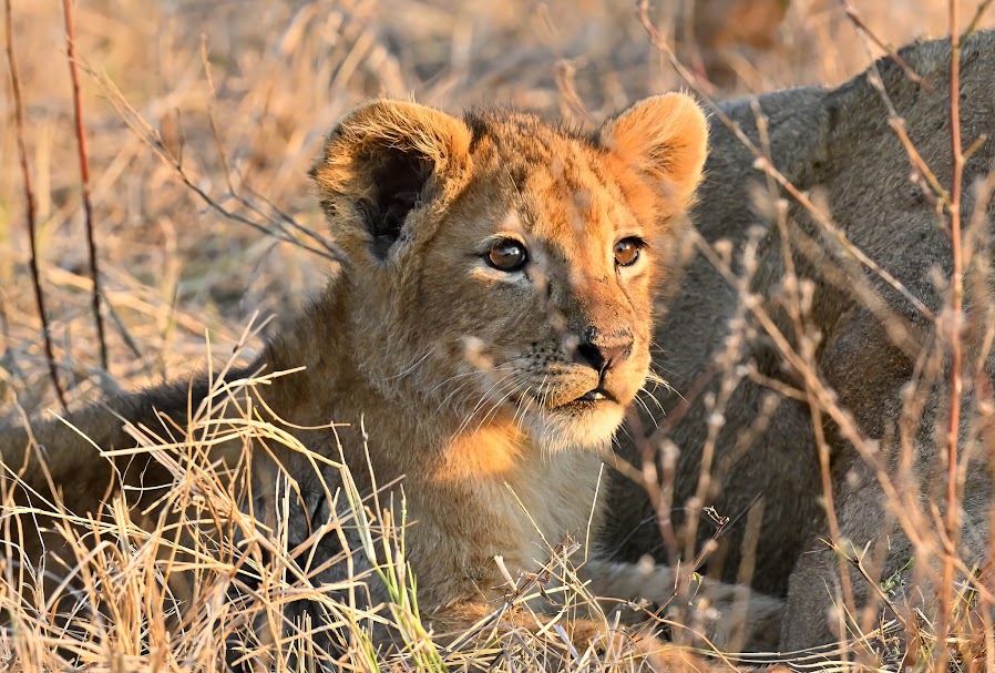 13 Day Kenya, Tanzania and Zanzibar Safari Reviews