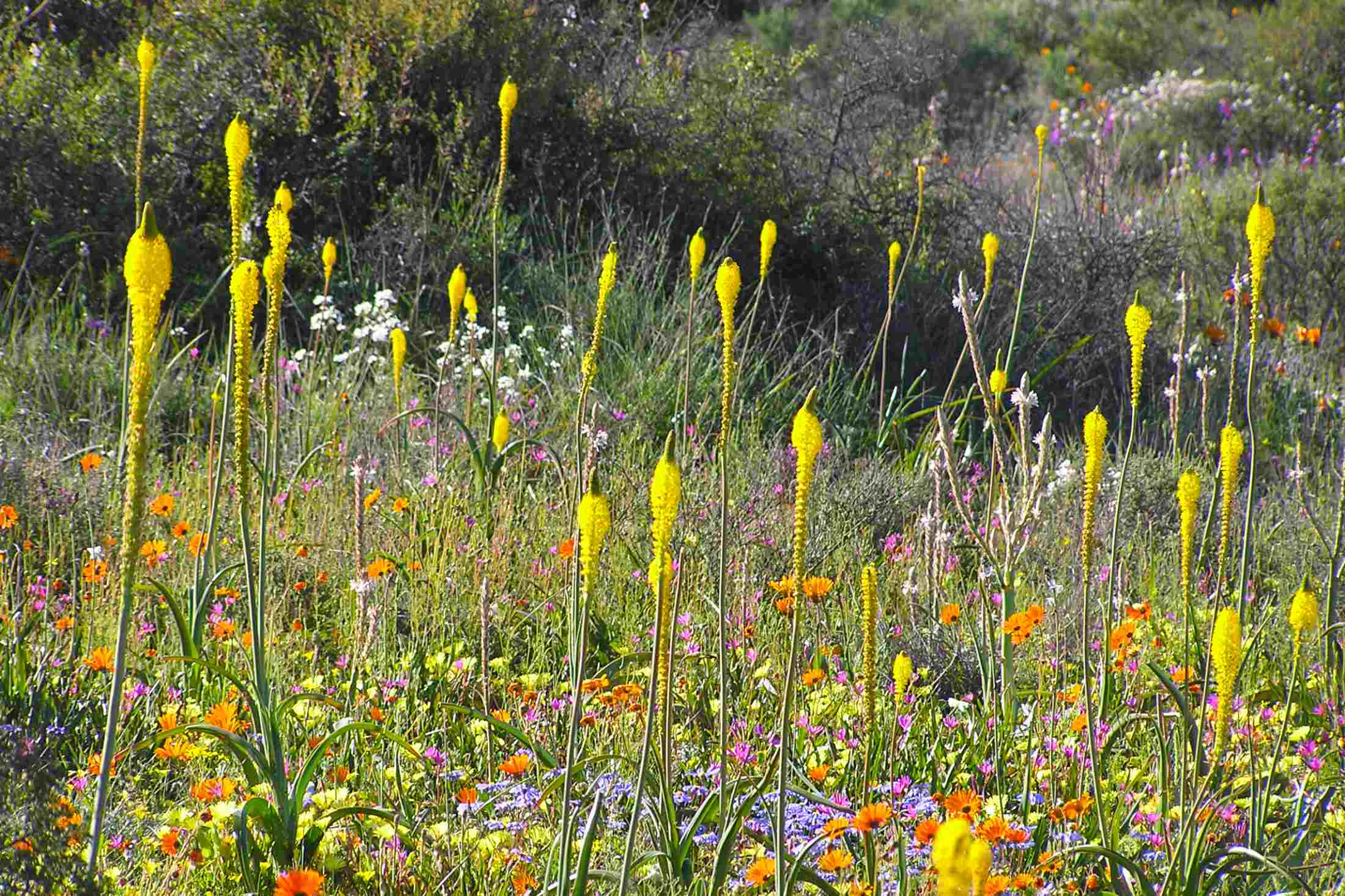 Namaqualand wildflowers close up