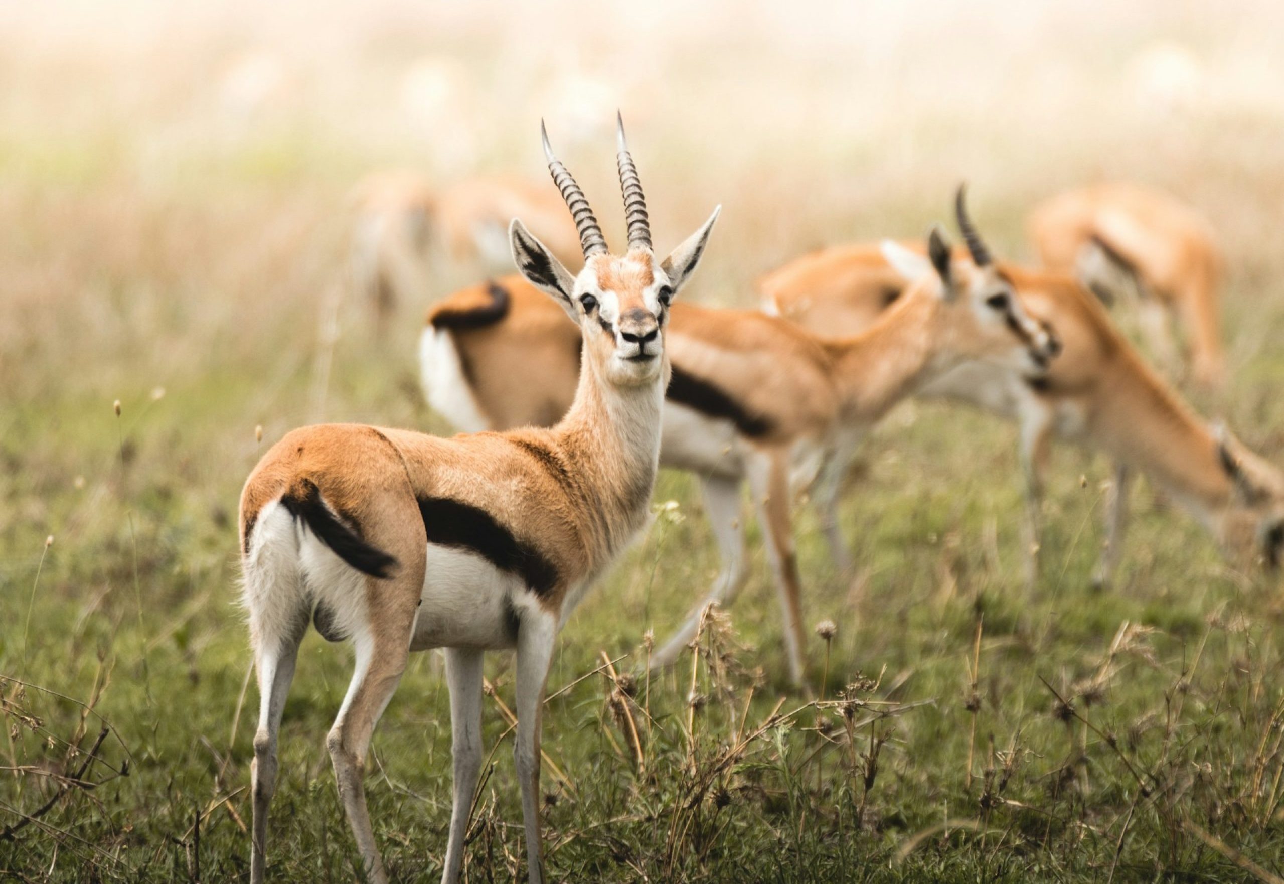 Antelopes on safari