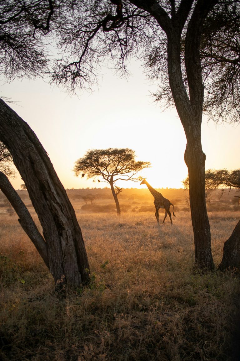 How to travel greener on an African safari