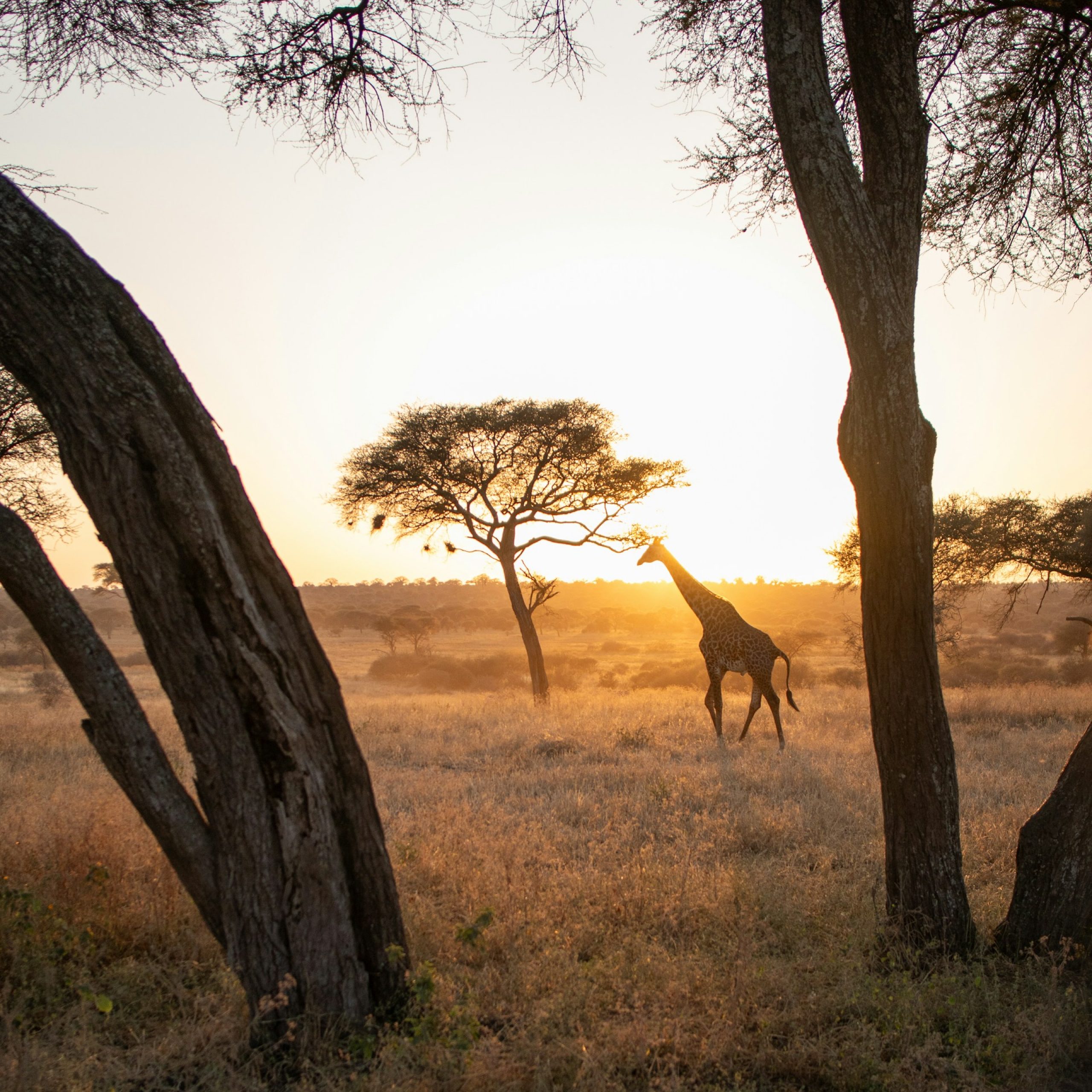 How to travel greener on an African safari