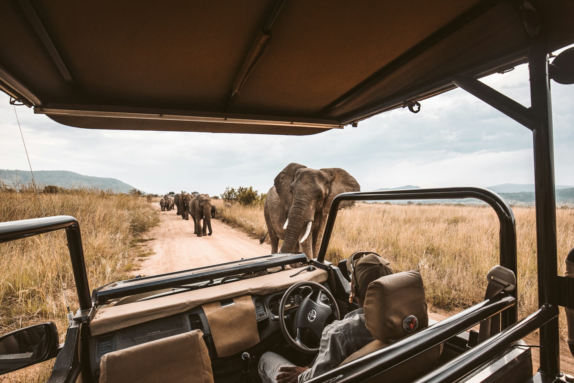 Safari vehicle and herd of approaching elephants on safari