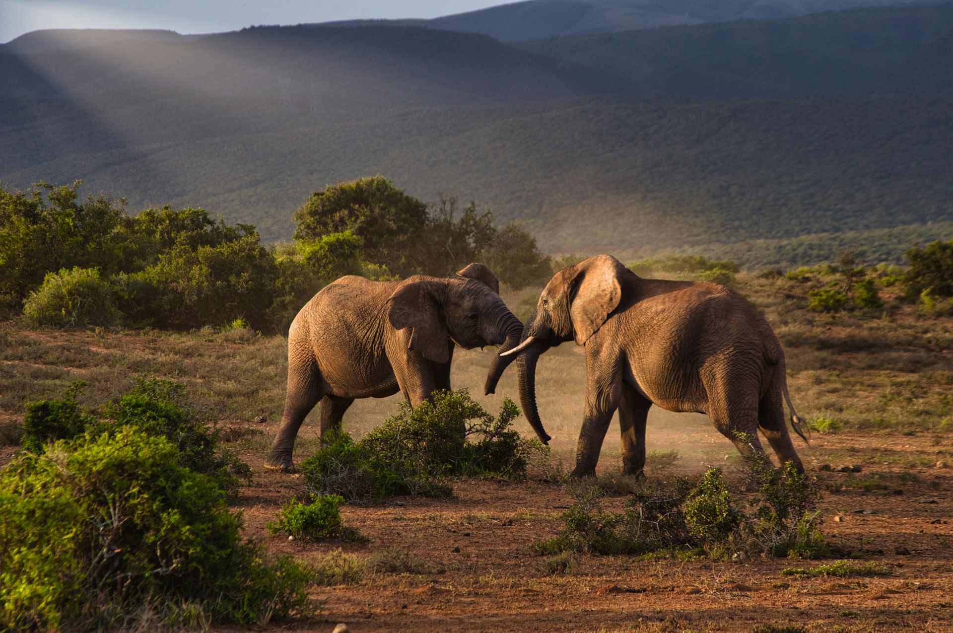 Two elephants fighting in Addo, South Africa