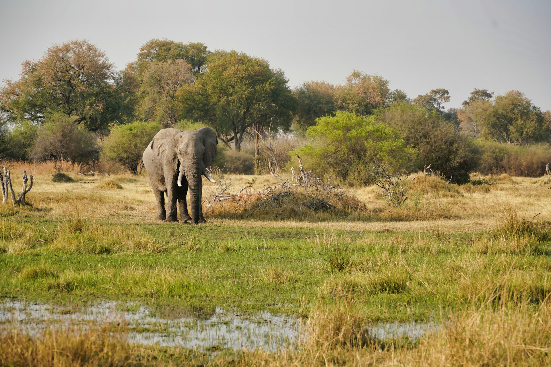 Elephant in wetland in Botswana, safari health