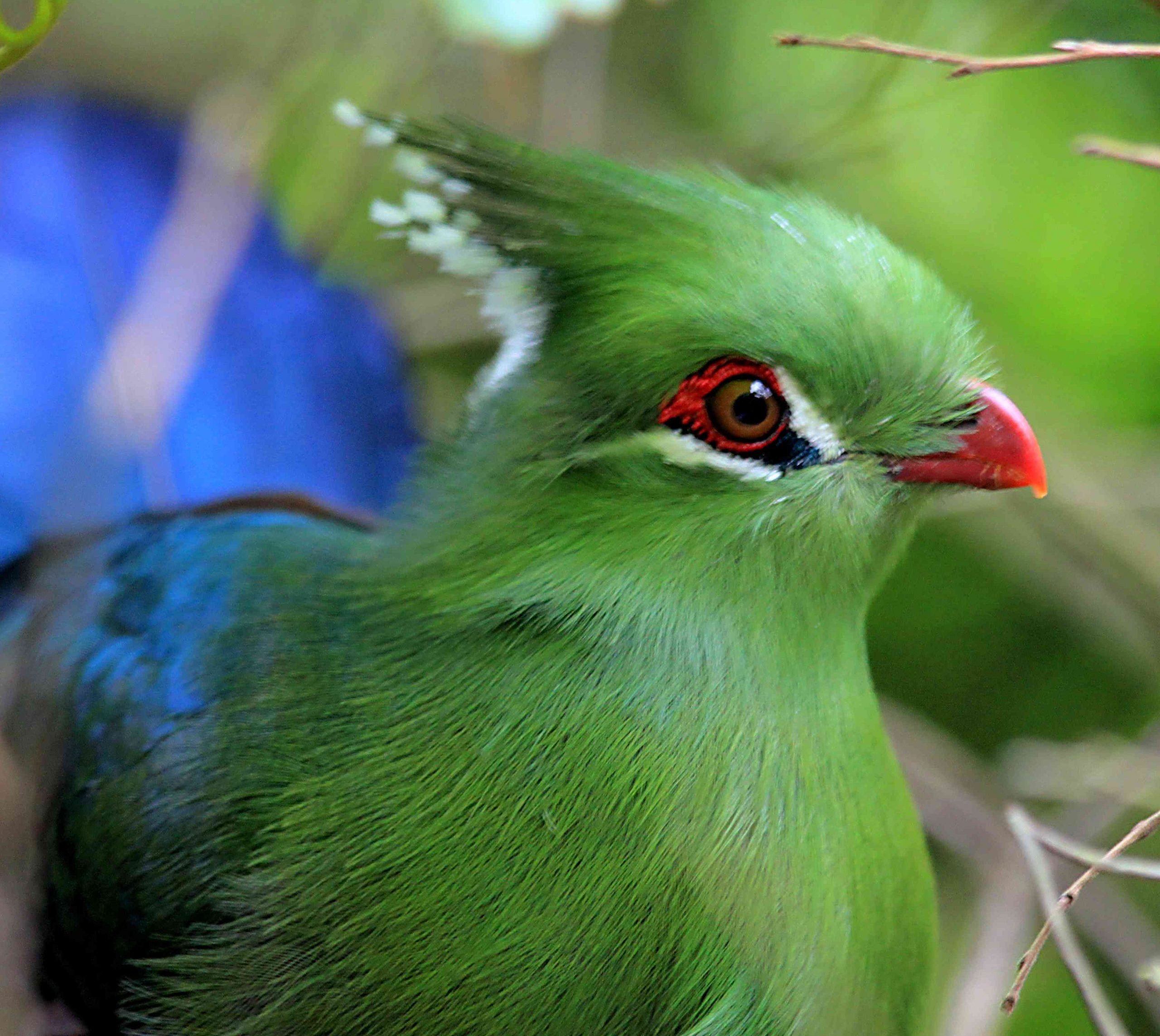 Close-up of a Knysna lourie (loerie)