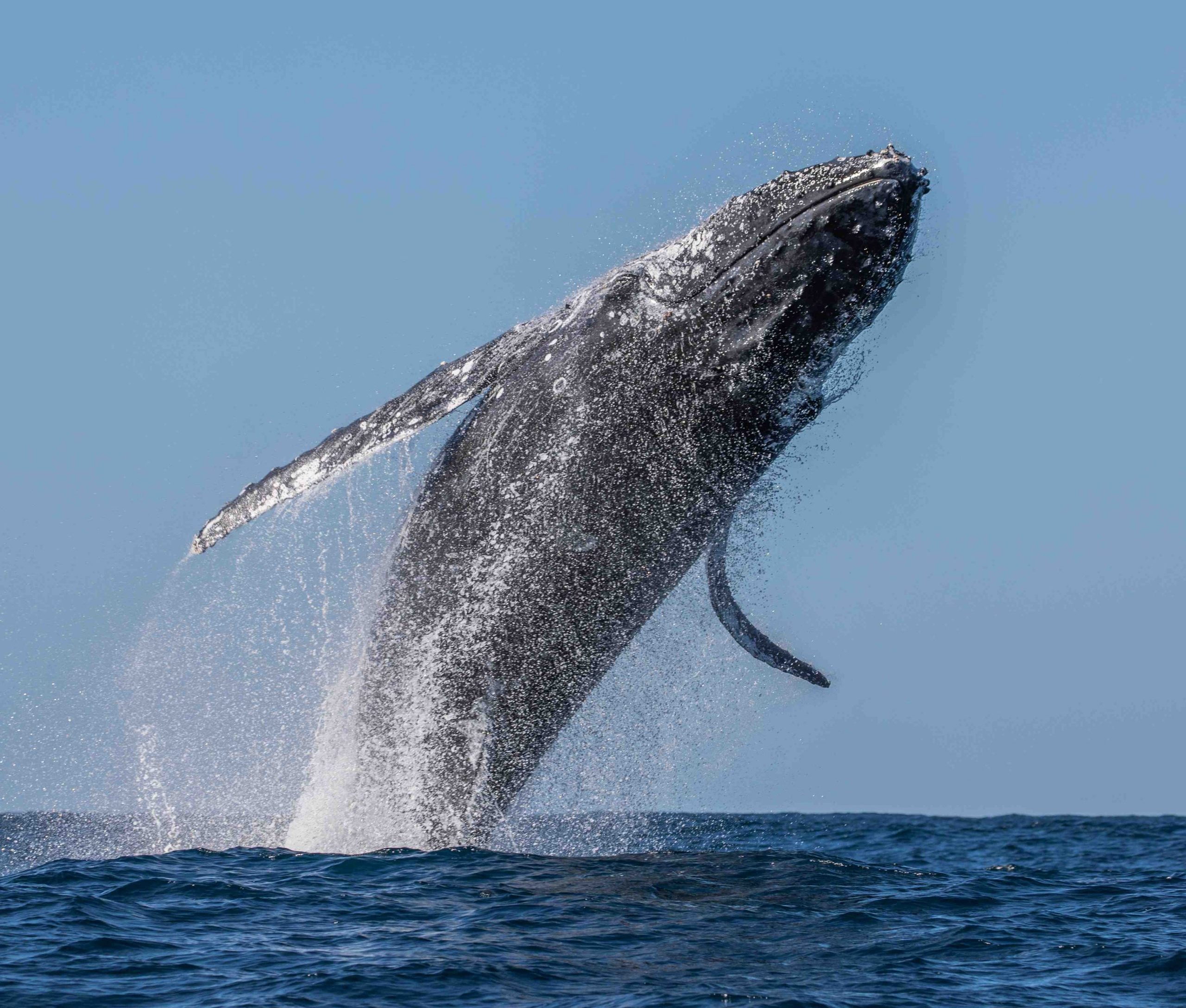 humpback-whale-breaching
