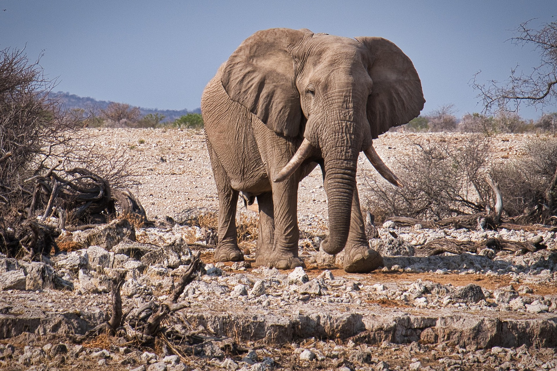 Elephant in dry landscape of Etosha, Namibia