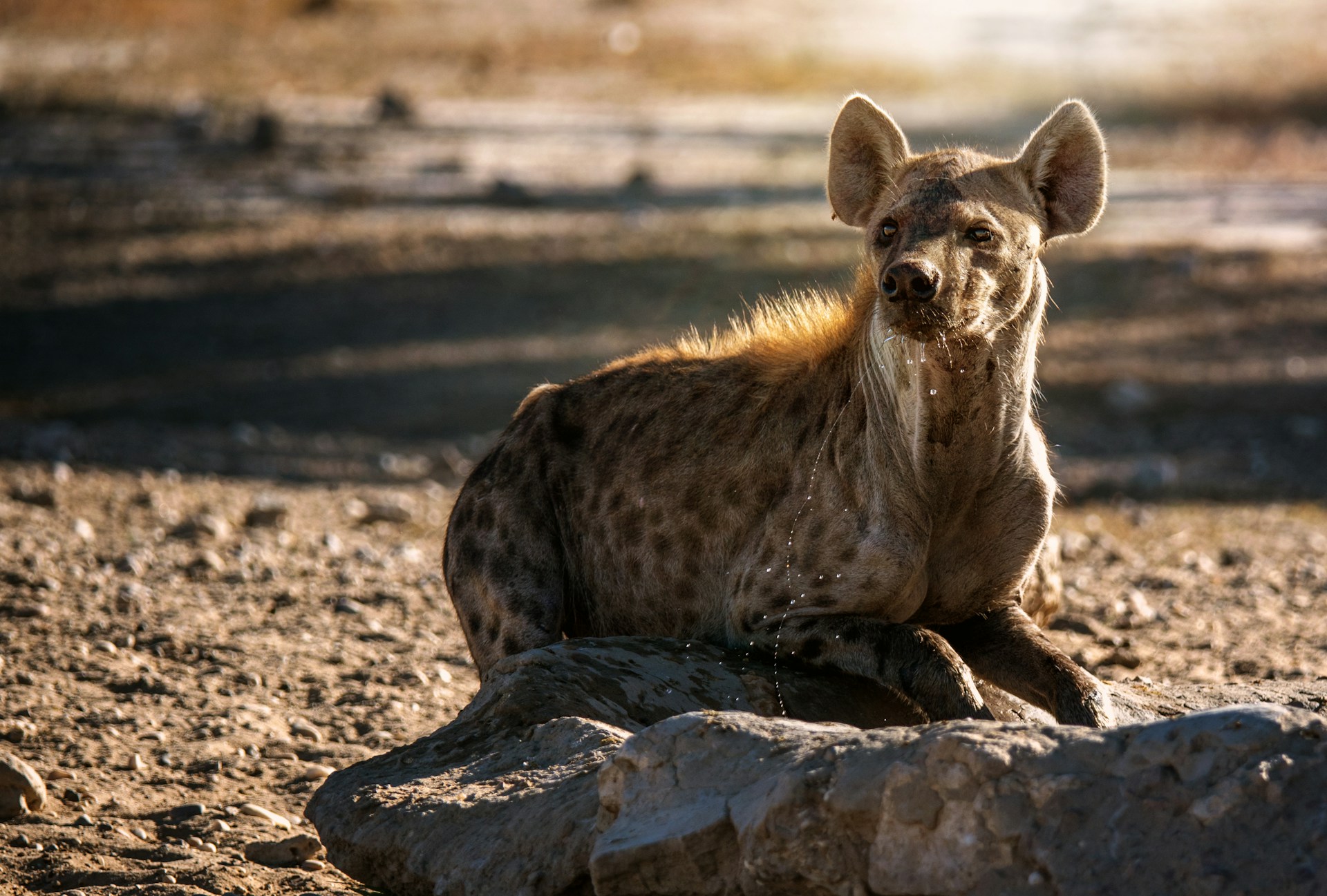 Hyena in Kgalagadi