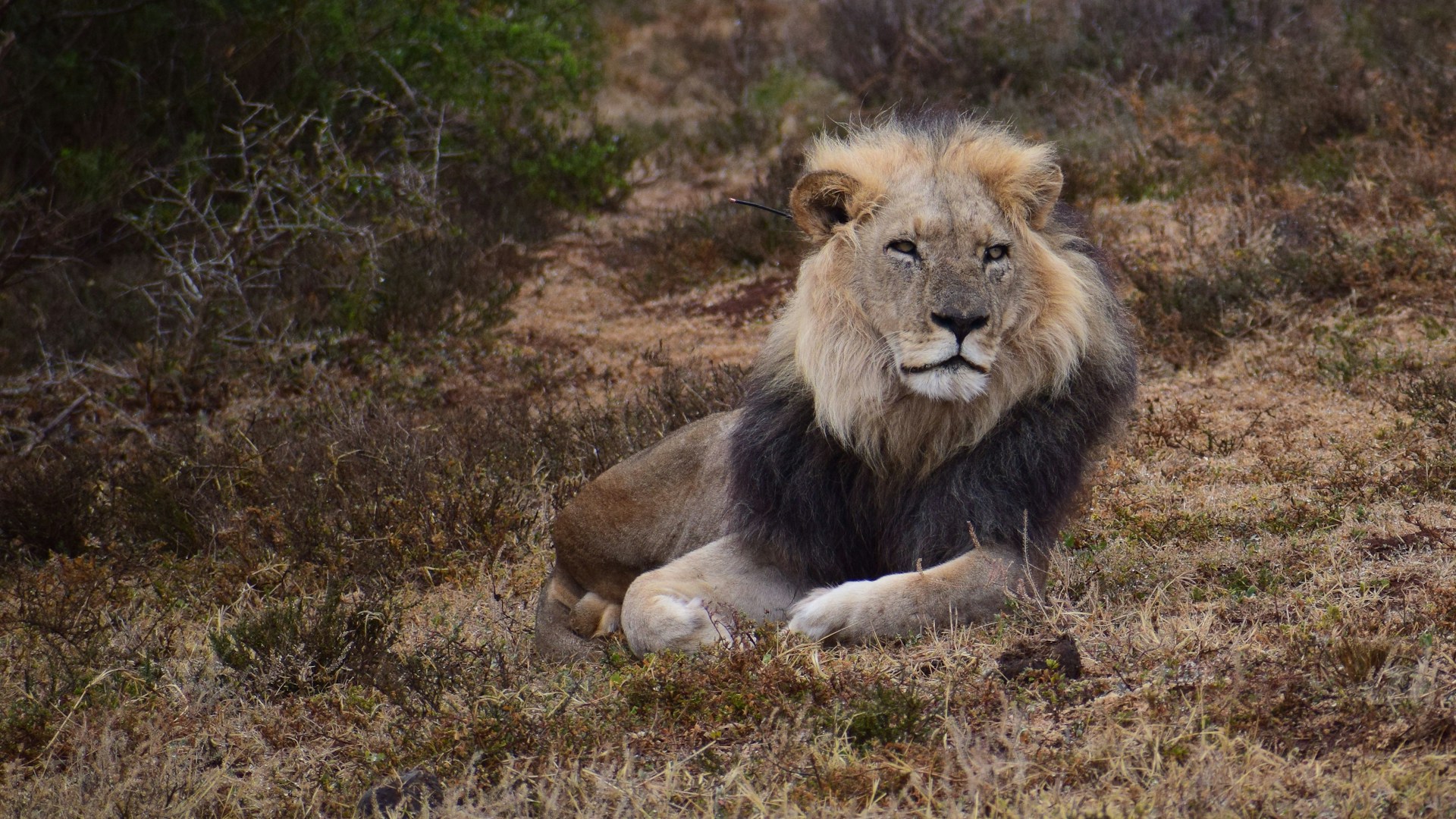Lion on ground in Addo Elephant Park, South Africa