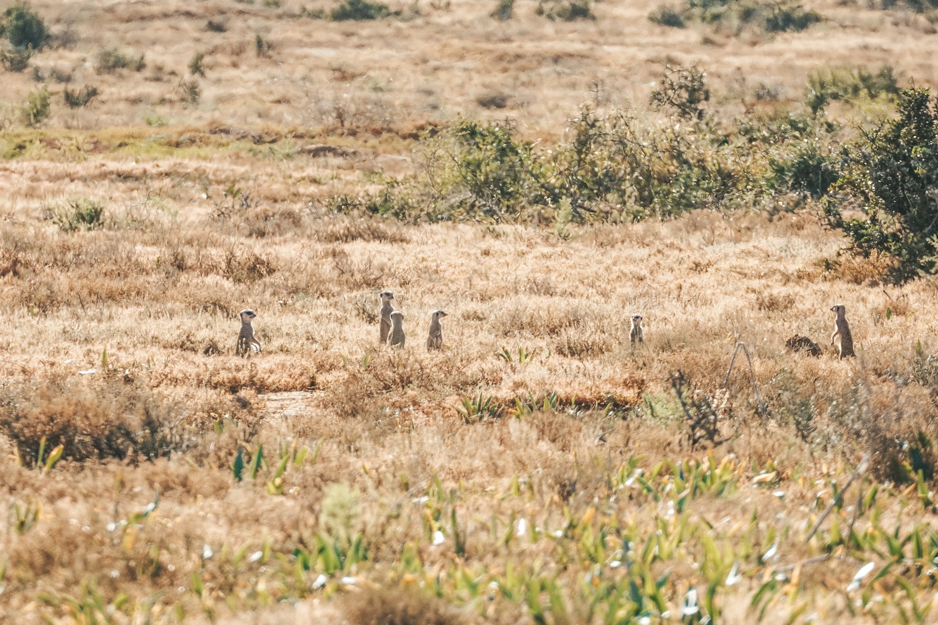 Meerkats in dry grass of Addo, South Africa