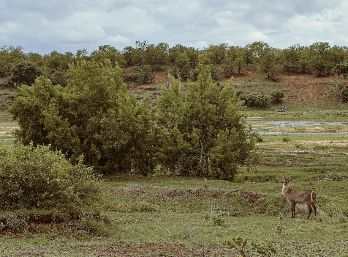 An alert waterbuck near a river in Kruger National Park, South Africa