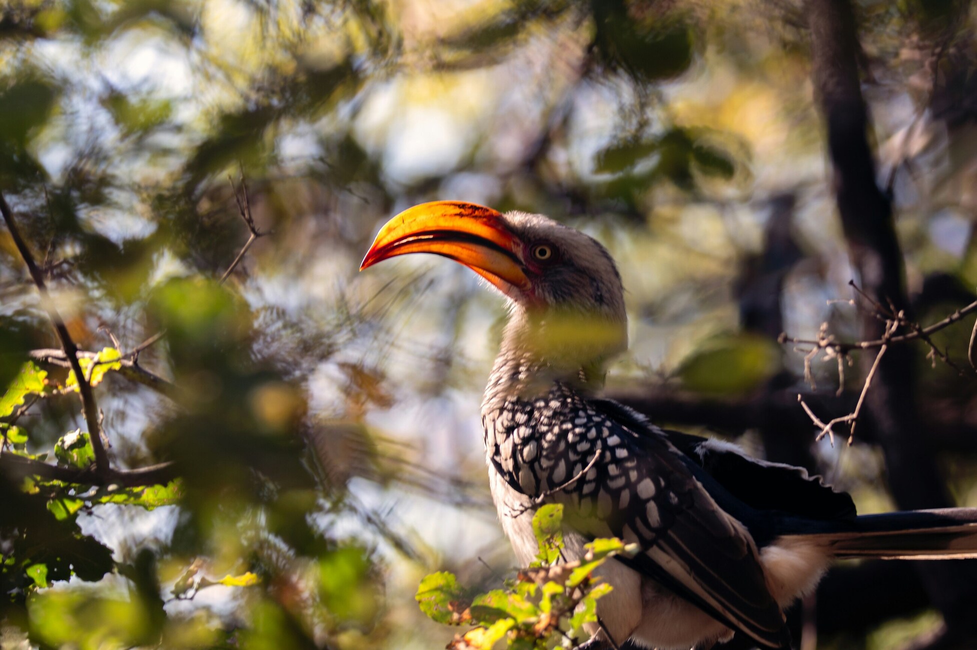 Southern hornbill in tree, soft light, Kruger