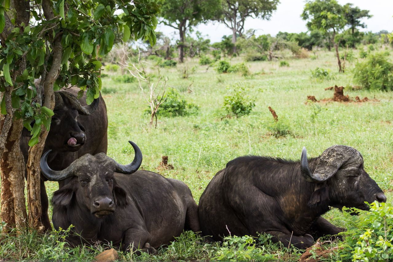 Three buffaloes in Kruger