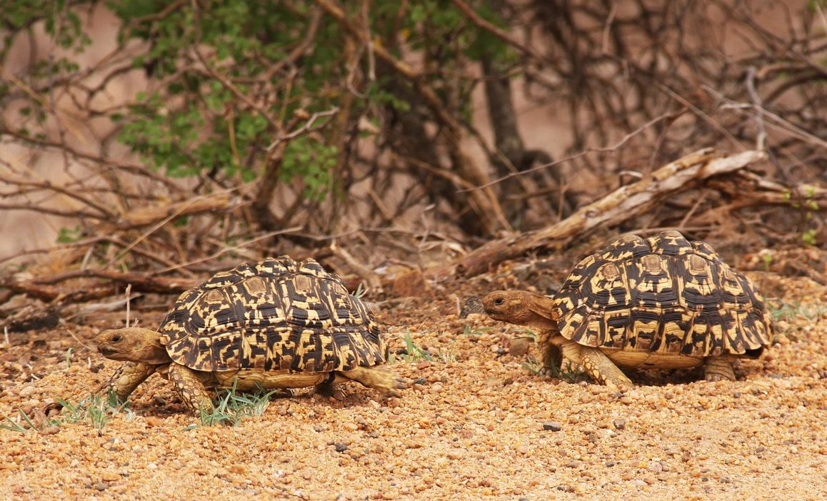 Two leopard tortoises in Kruger