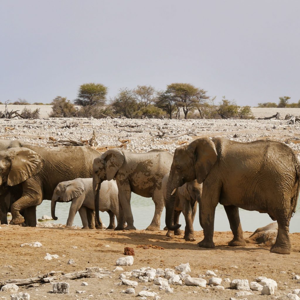 Elephants in Etosha