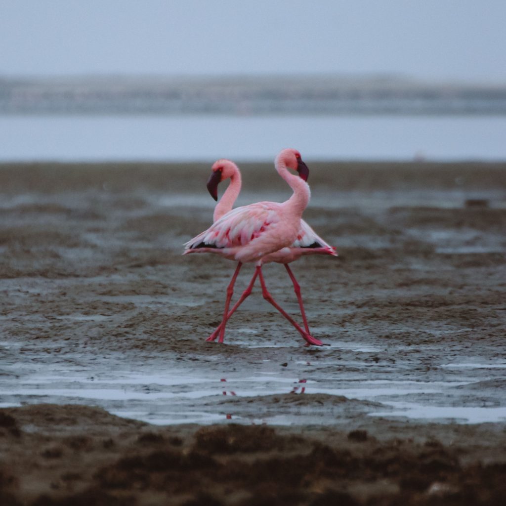 Flamingos in Namibia 