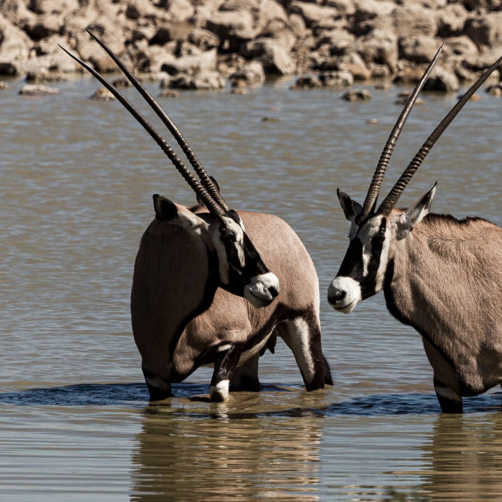 Gemsbok in Namibia