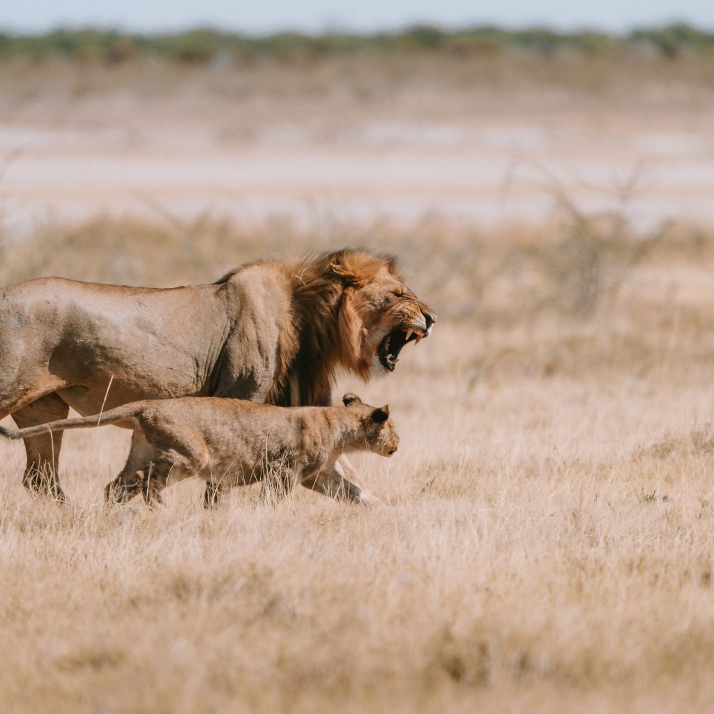 Lions in Namibia 