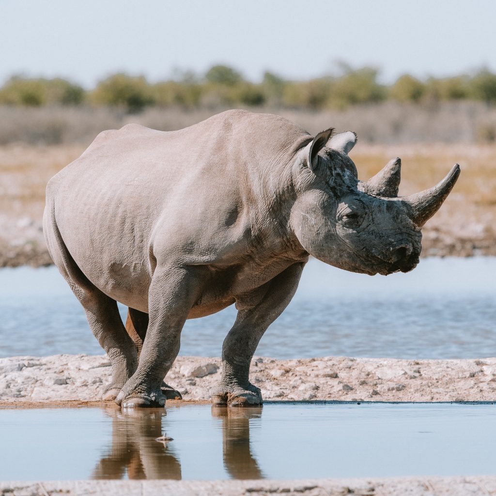 Rhino in Namibia