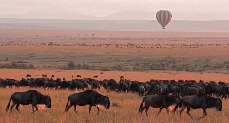 Masai Mara Guide: Navigating the 12-Hour Rule, Vehicle Options, and Crowds