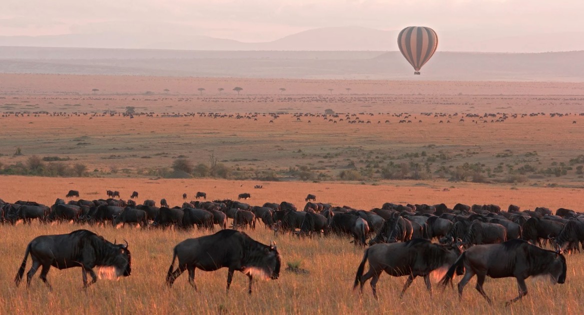 Masai Mara Guide: Navigating the 12-Hour Rule, Vehicle Options, and Crowds