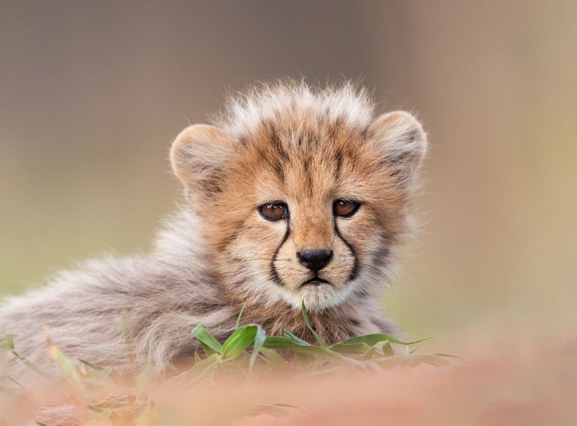 cheetah cub in kruger national park