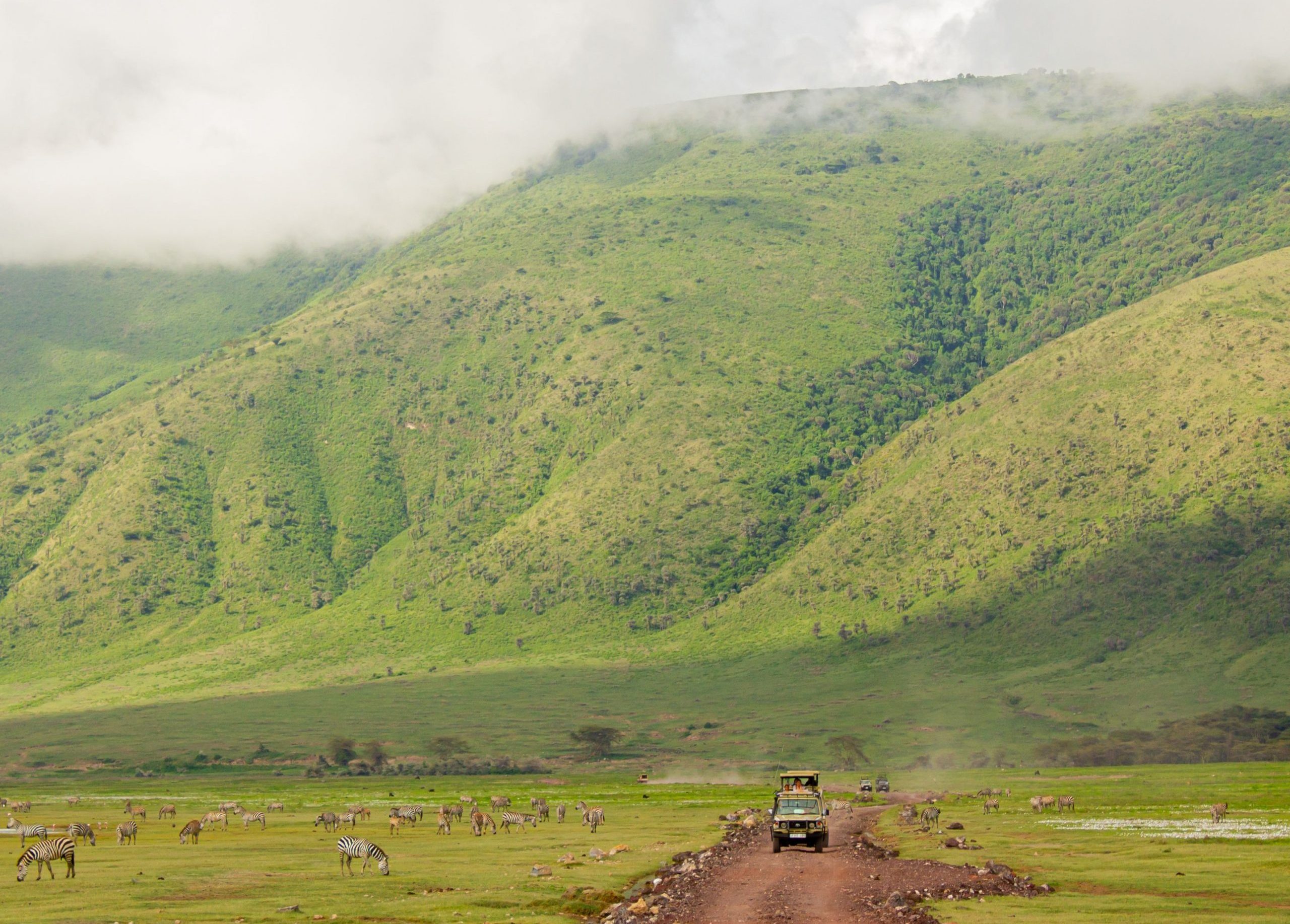Safari vehicle and zebras in Ngorongoro Crater, green season, Tanzanian safari