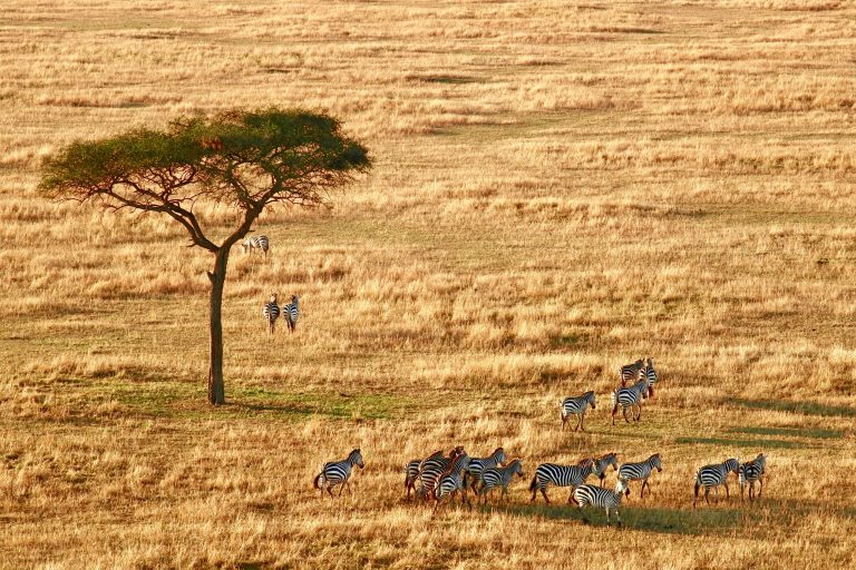 Which Safari Is Better: Ngorongoro versus Serengeti?