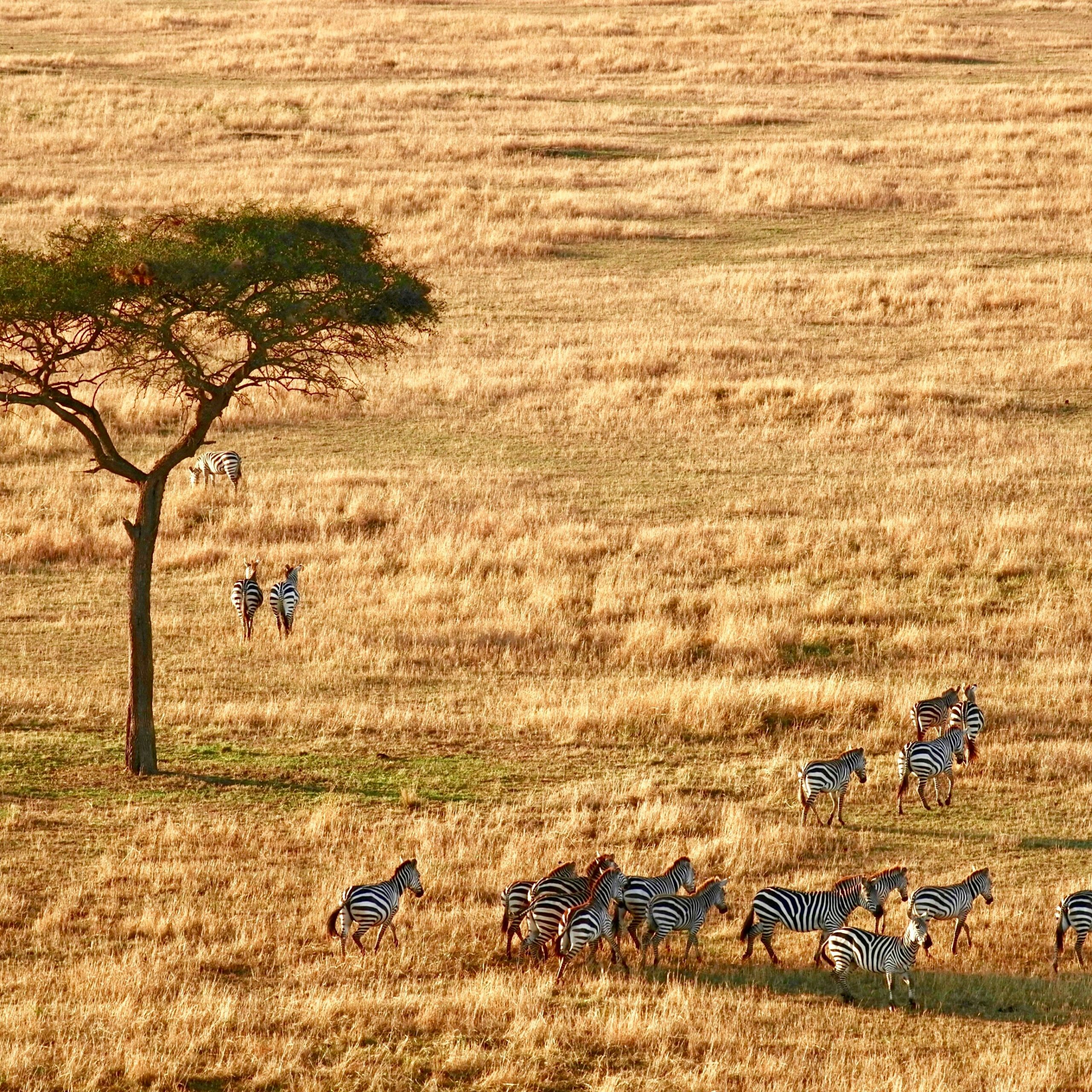 Which Safari Is Better: Ngorongoro versus Serengeti?
