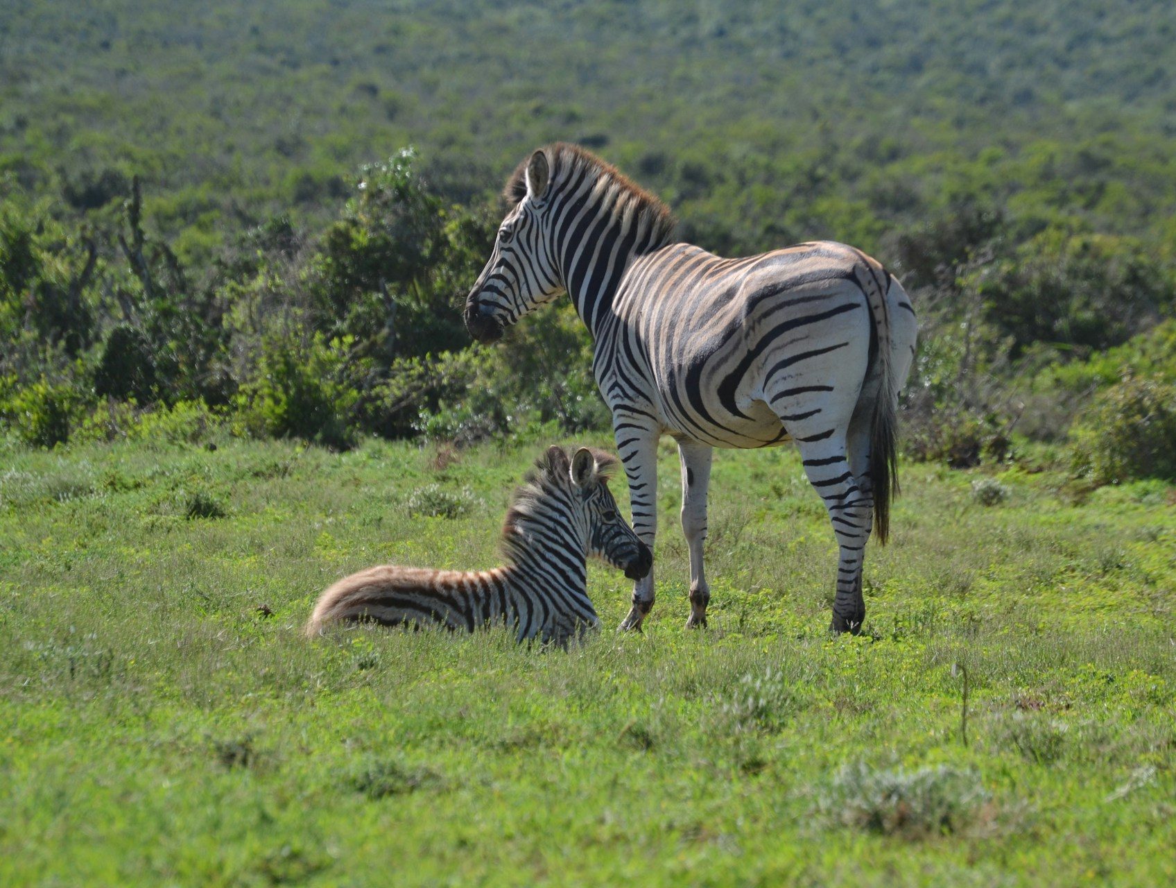 Mother and foal zabras in grassland and bush of Addo National Park, South Africa safari