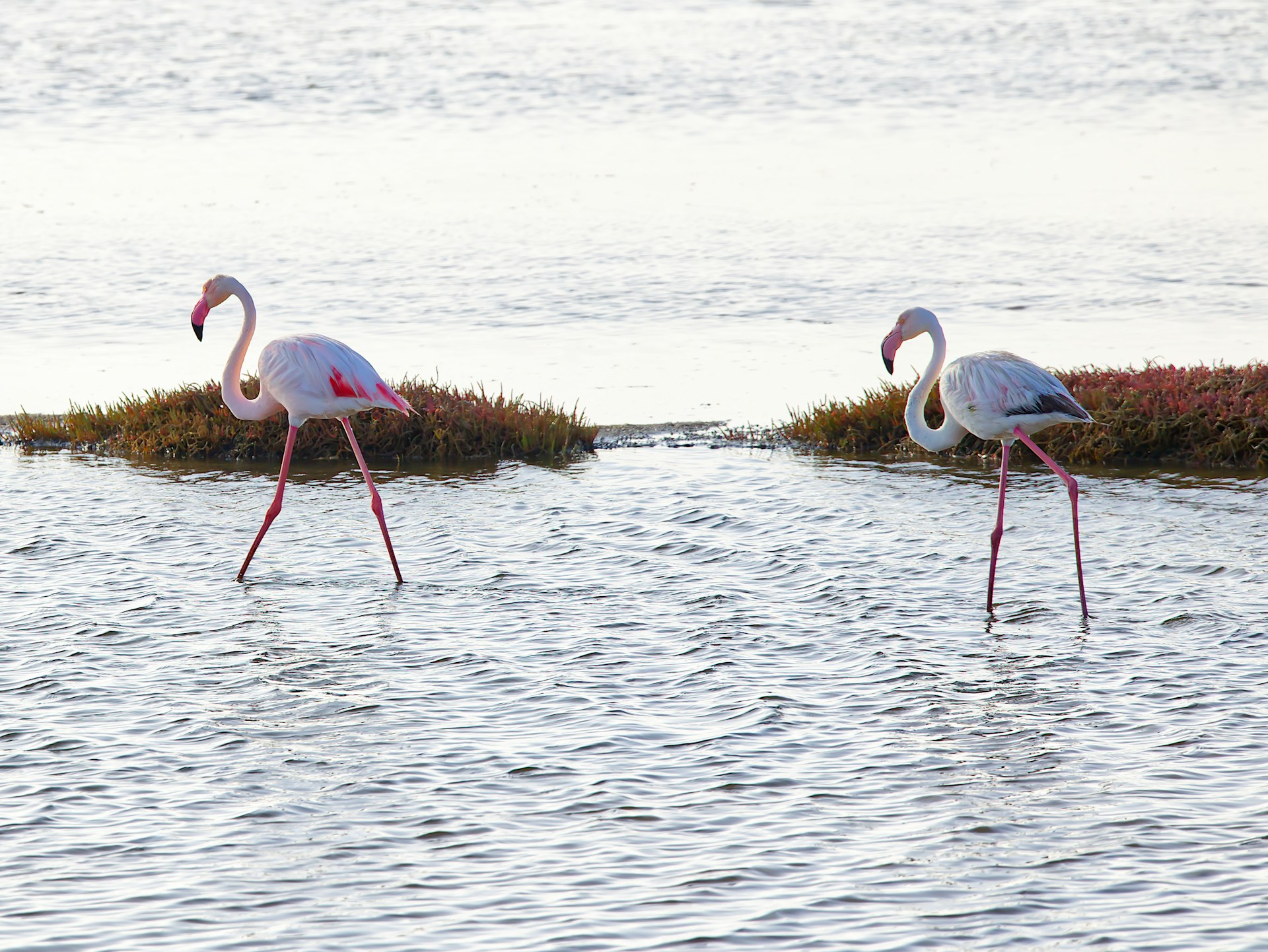 Two flamingoes in wetland of Walvis Bay, Namibia